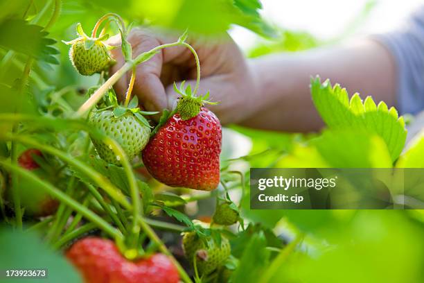 sommer erdbeeren pflücken - plucking stock-fotos und bilder