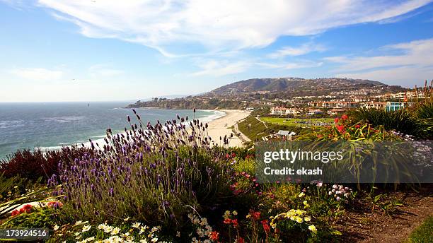 wildflowers at the southern california coastline - dana point stock pictures, royalty-free photos & images