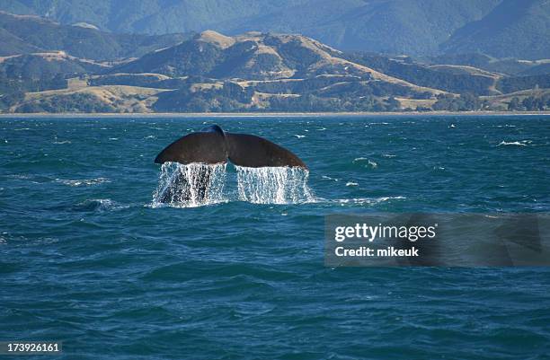 クジラの海でカイコウラニュージーランド - カイコウラ ストックフォトと画像