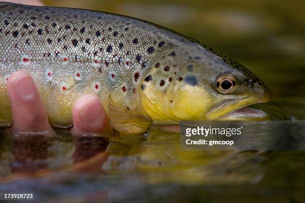 brown trout salmo trutta - forelle stock-fotos und bilder