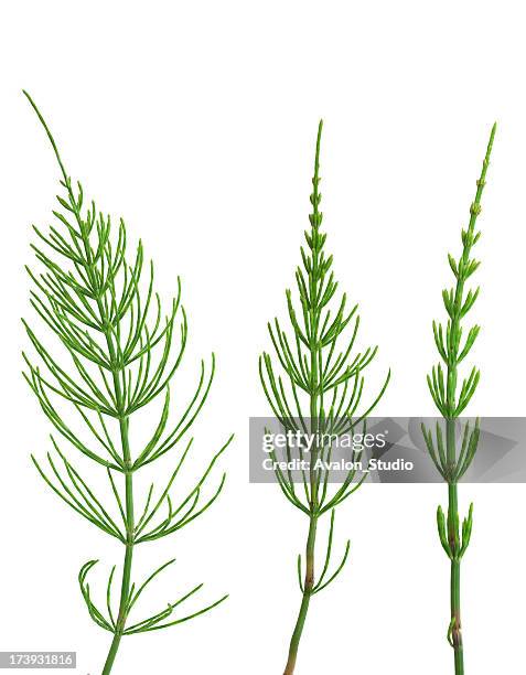horsetail - bottlebrush plant stockfoto's en -beelden