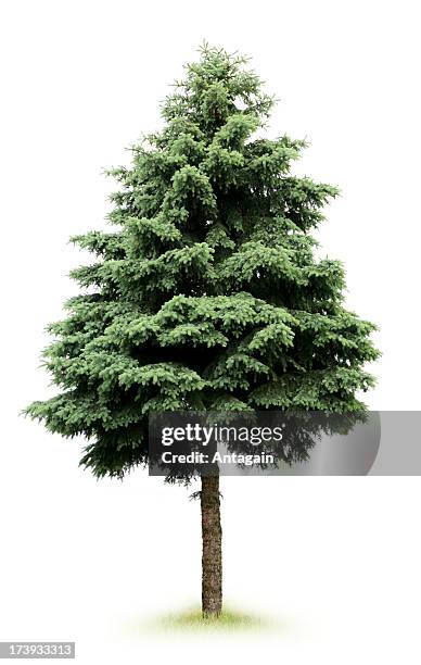 tree - spruce tree white background stock pictures, royalty-free photos & images