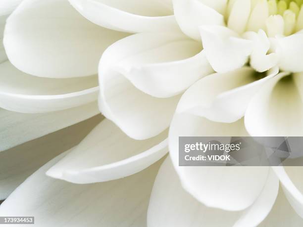 close up of white chrysanthemum flower petals - white flower stock pictures, royalty-free photos & images