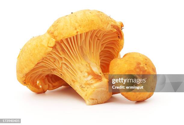 two chanterelle mushrooms isolated in white - cantharellus cibarius stock pictures, royalty-free photos & images