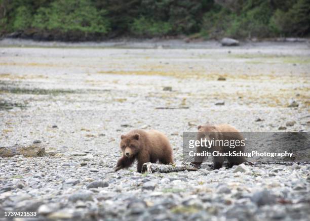 kodiak oursons bruns grizzly nouveau-nés - brown bear cub photos et images de collection