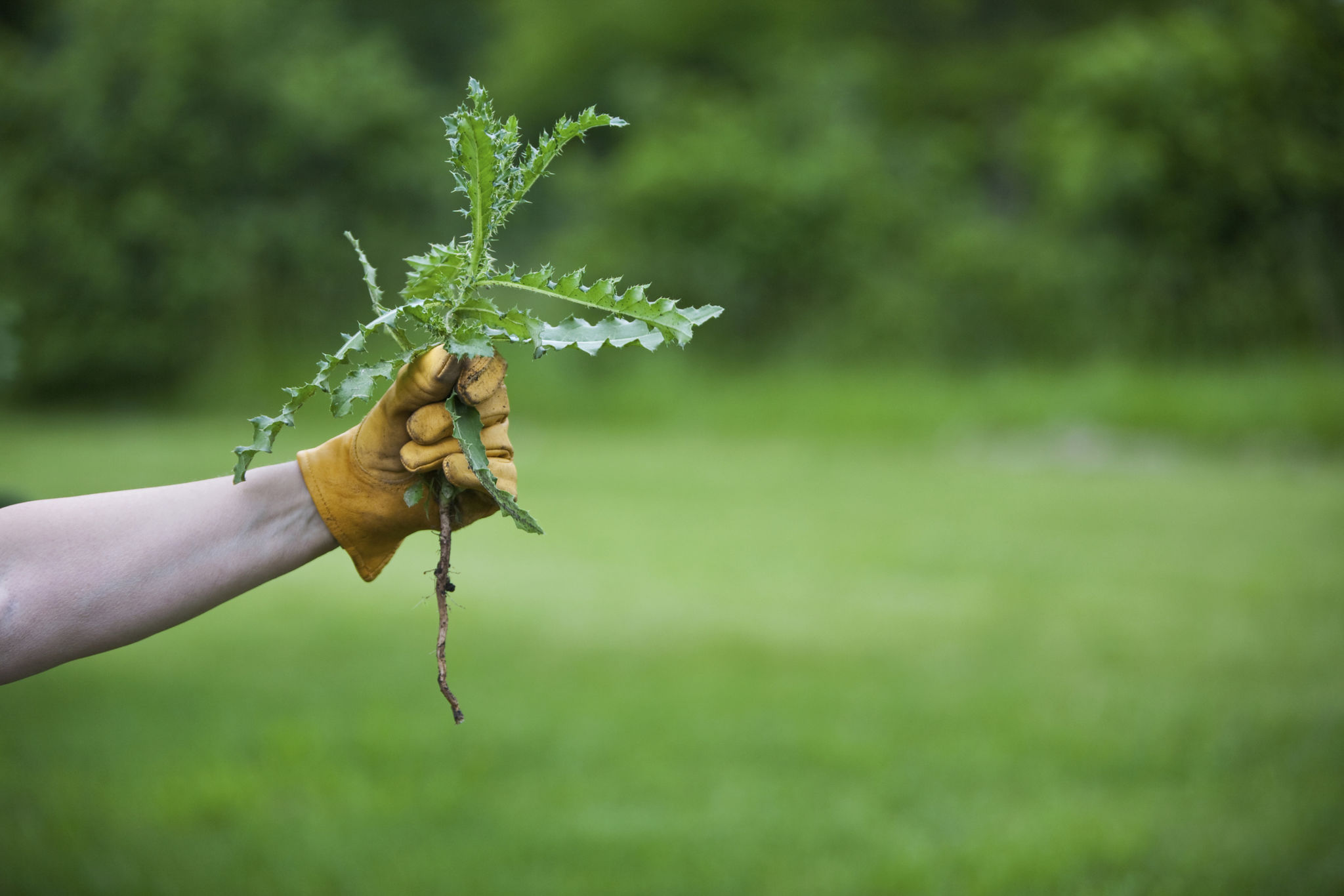 hand pulling weeds