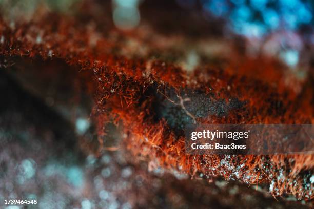 Red Roots Abstract 4,219 Abstract Roots Stock Photos, High-Res Pictures, and Images ...