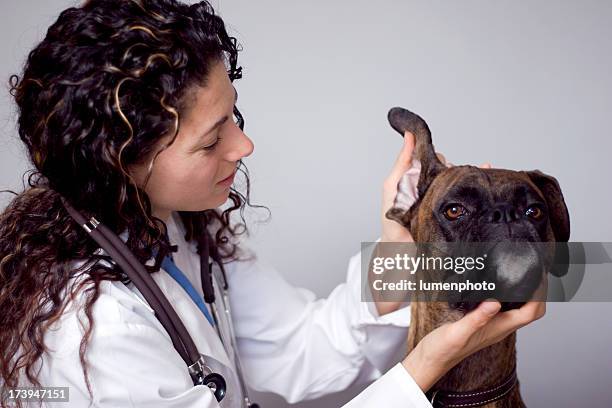 獣医犬の耳の検査技師 - boxer dog ストックフォトと画像