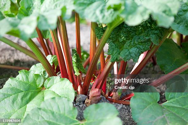 organic rhubarb stalks - rabarber stockfoto's en -beelden