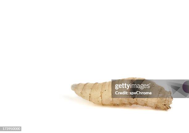 maggot - maggot stock pictures, royalty-free photos & images