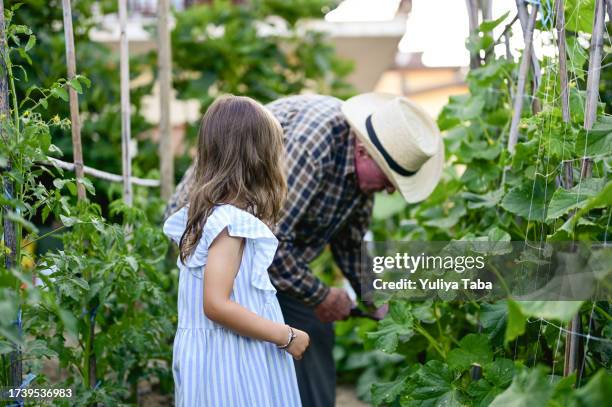 multi-generation family growing organic vegetables. - grandparents raising grandchildren stock pictures, royalty-free photos & images