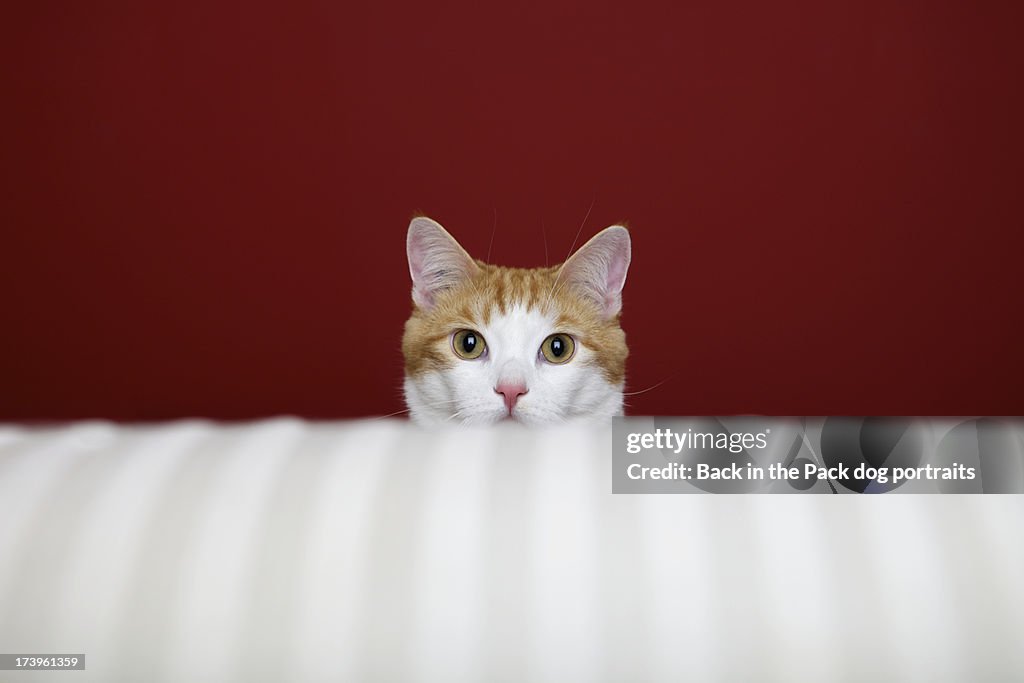 Orange and white cat sits behind a sofa