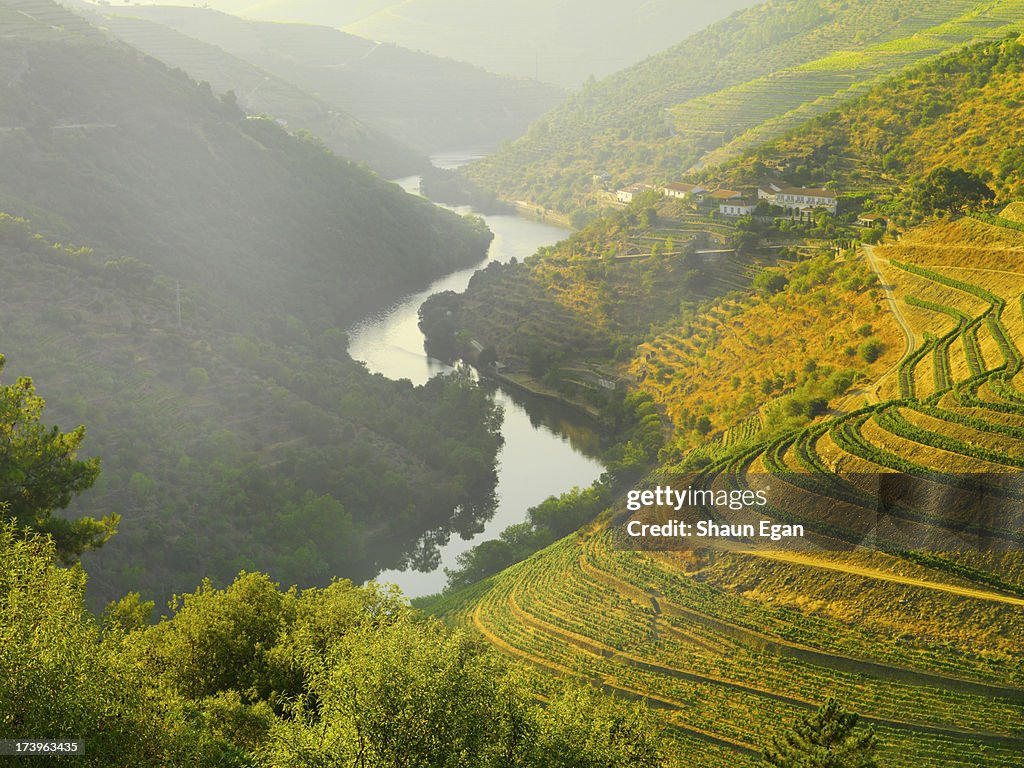 Portugal, Douro, Terraced vineyards