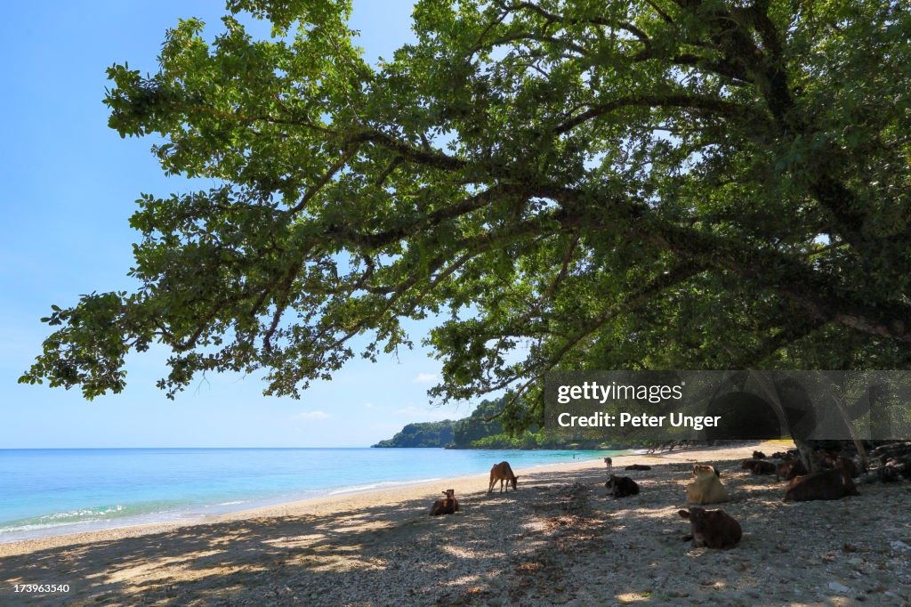 Cows lazing on beach, Pentecost Island, Vanuatu