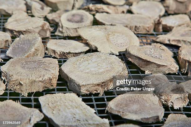 drying kava plant, pentecost island, vanuatu - kava kava stock pictures, royalty-free photos & images