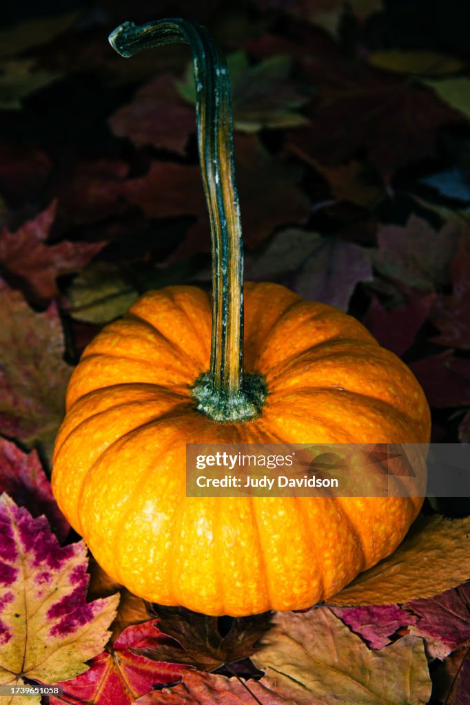 Small orange pumpkin with long bent stem sitting on colorful fall leaves