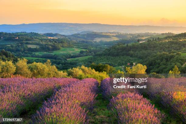 toskanische lavendellandschaft - lavendelfeld stock-fotos und bilder