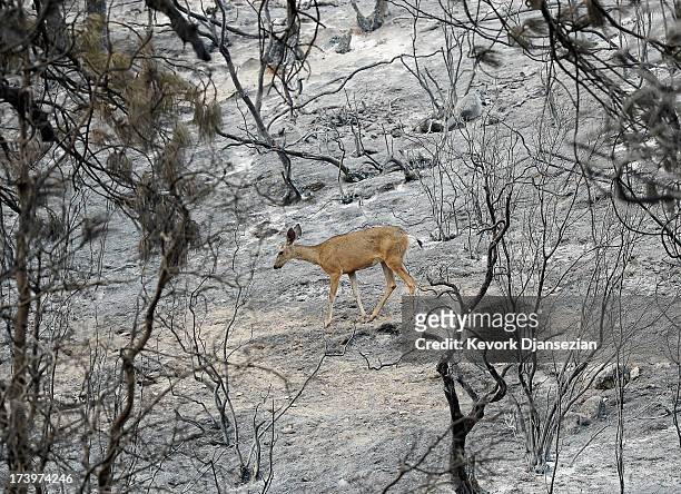 Deer walk through the charred ladnscape looking for food after the Mountian Fire raced through the area on July 18, 2013 near Idyllwild, California....