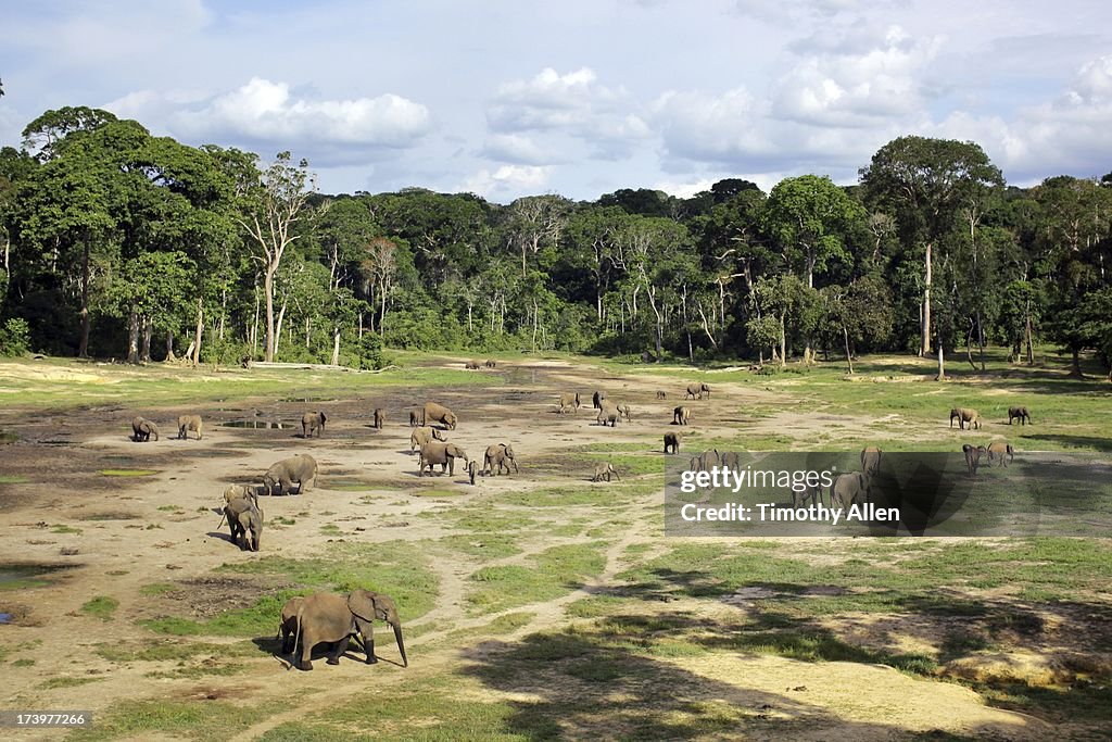 Elephants in Dzanga-Sangha Special Reserve