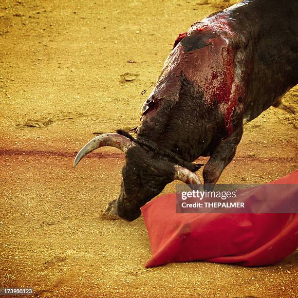 touro luta - corrida de touros imagens e fotografias de stock