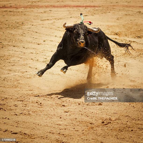 fighting bull - bullfighter stock-fotos und bilder