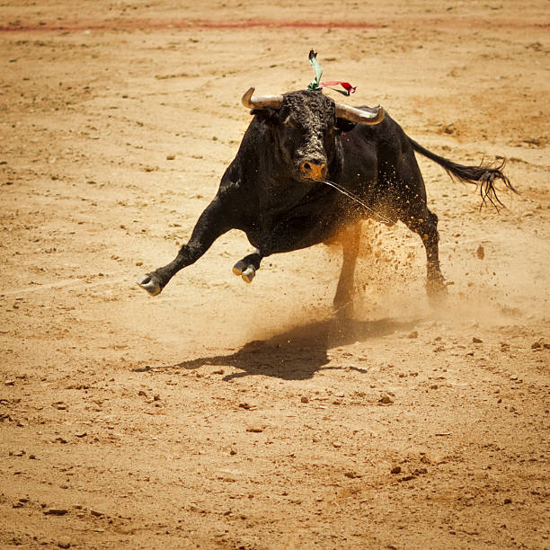 fighting bull - bullfighting stock pictures, royalty-free photos & images