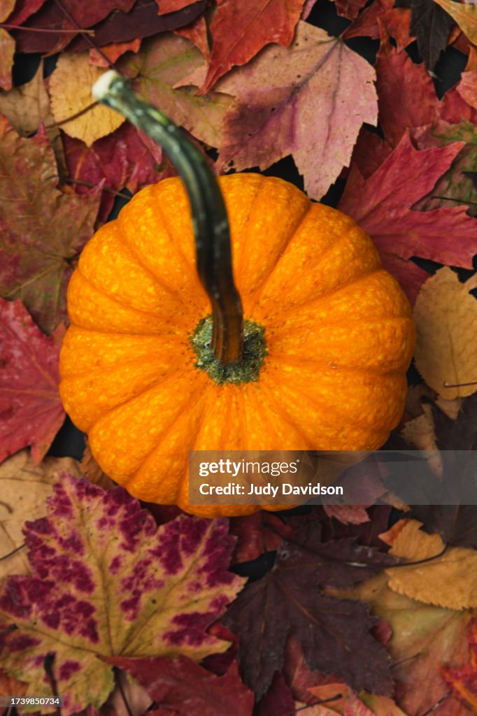 Small orange pumpkin with long bent stem sitting on colorful fall leaves