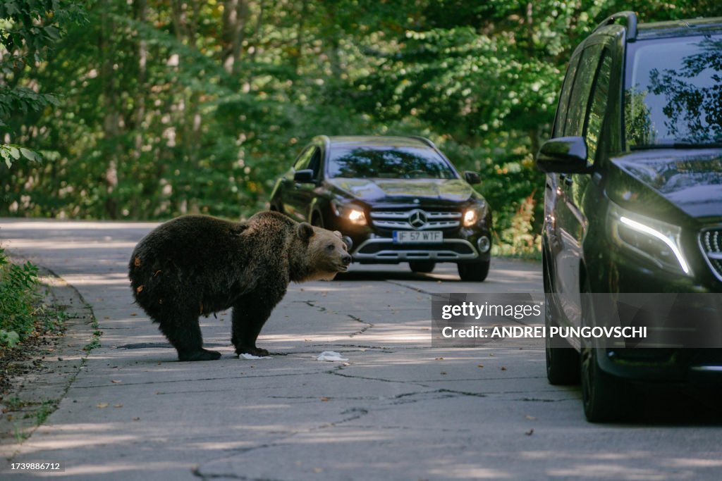 ROMANIA-ANIMAL-HUNTING-ENVIRONMENT