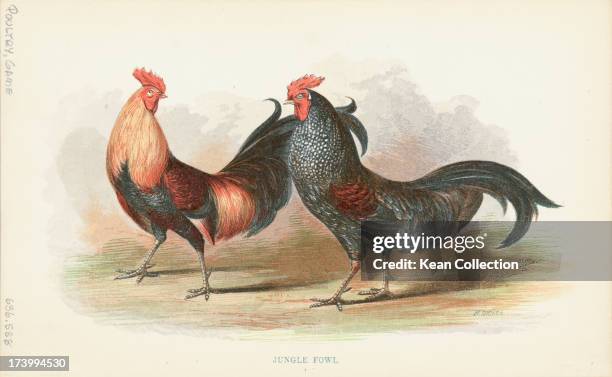 Engraving of a pair of Junglefowl chickens, they are large birds, with colorful male plumage, but are nevertheless difficult to see in the dense...