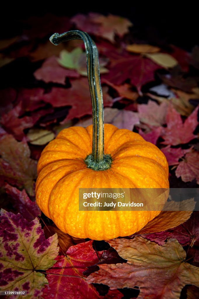 Small orange pumpkin with long bent stem sitting on colorful fall leaves