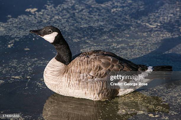 Canada goose floats along Maligne Lake on June 30, 2013 near Jasper, Alberta, Canada. Jasper is the largest National Park in the Canadian Rockies and...