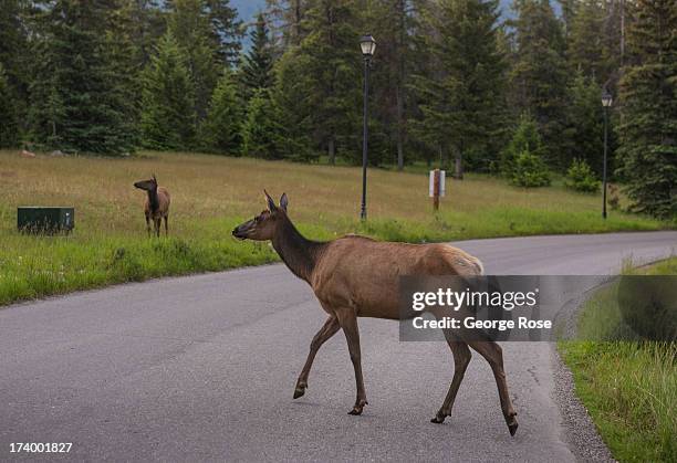 Young female elk crosses a road at the Fairmont Jasper Park Lodge on June 25, 2013 near Jasper, Alberta, Canada. Jasper is the largest National Park...