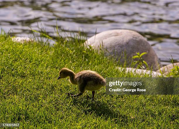 Baby Canada goose searches for insects along Beauvert Lake at the Fairmont Jasper Park Lodge on June 24, 2013 near Jasper, Alberta, Canada. Jasper is...
