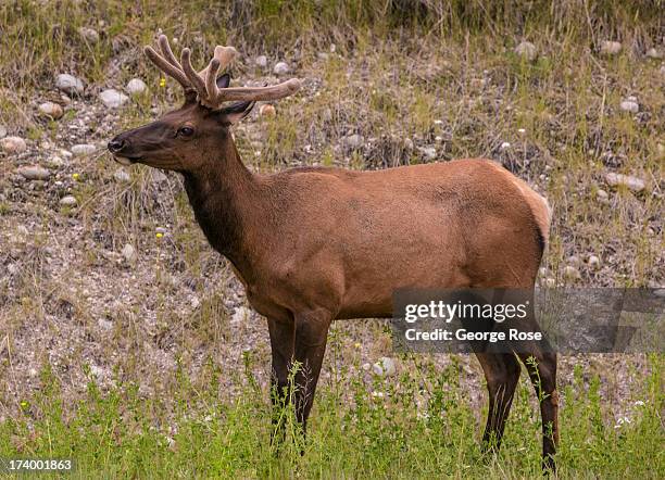 An elk greets visitors to the Fairmont Jasper Park Lodge on June 24, 2013 near Jasper, Alberta, Canada. Jasper is the largest National Park in the...