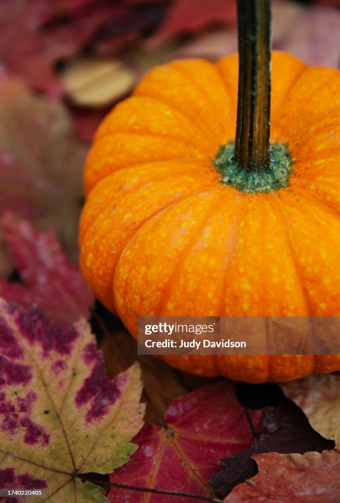 Close-up small orange pumpkin sitting on colorful fall leaves