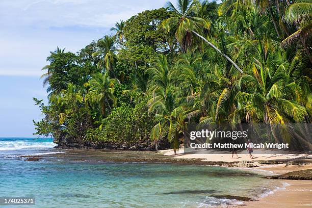 a hike through a beachside forest - costa rica beach stock pictures, royalty-free photos & images