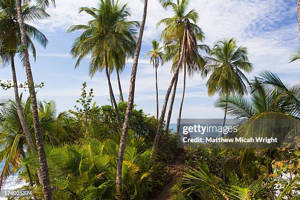 a hike through a beachside forest - mexico v costa rica stockfoto's en -beelden