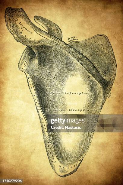 Stapula 211 Shoulder Joint Anatomy Labelled Stock Photos, High-Res Pictures ...