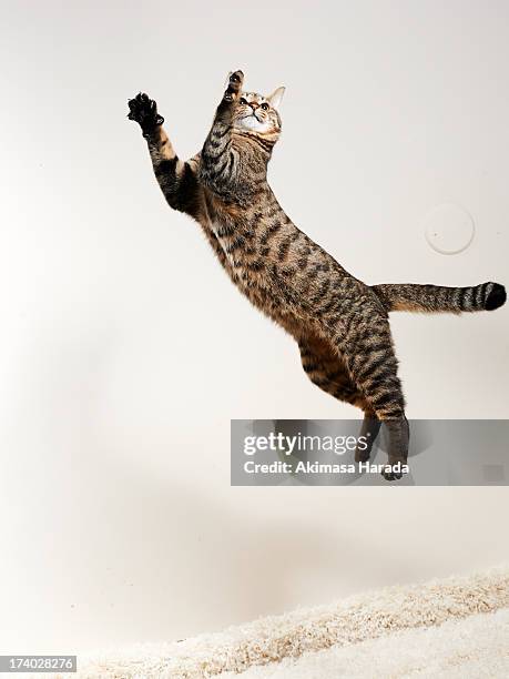 cat jumping - cat mid air stock pictures, royalty-free photos & images