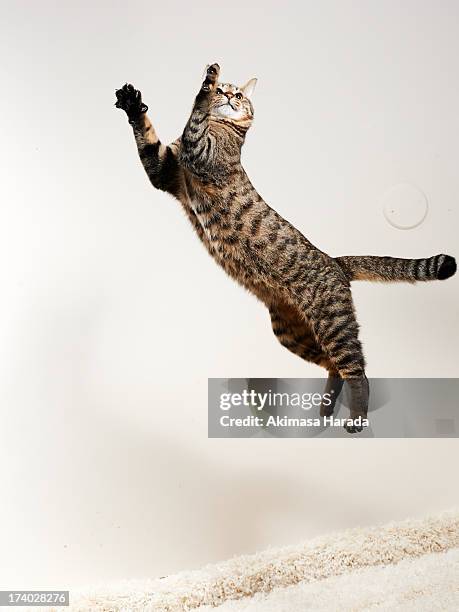 cat jumping - cat jump stock pictures, royalty-free photos & images