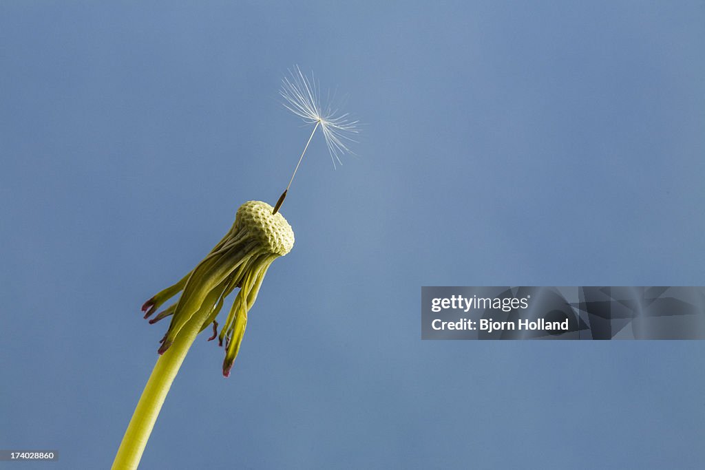 Single dandelion seed in front of blue sky