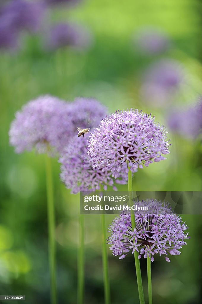 Purple allium flowers with bee