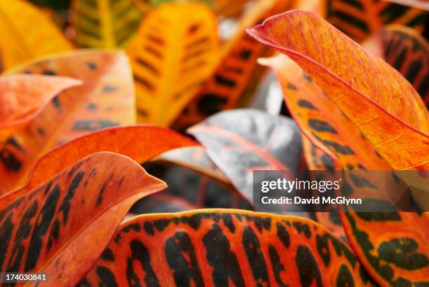 leaves of croton plant - croton plant bildbanksfoton och bilder