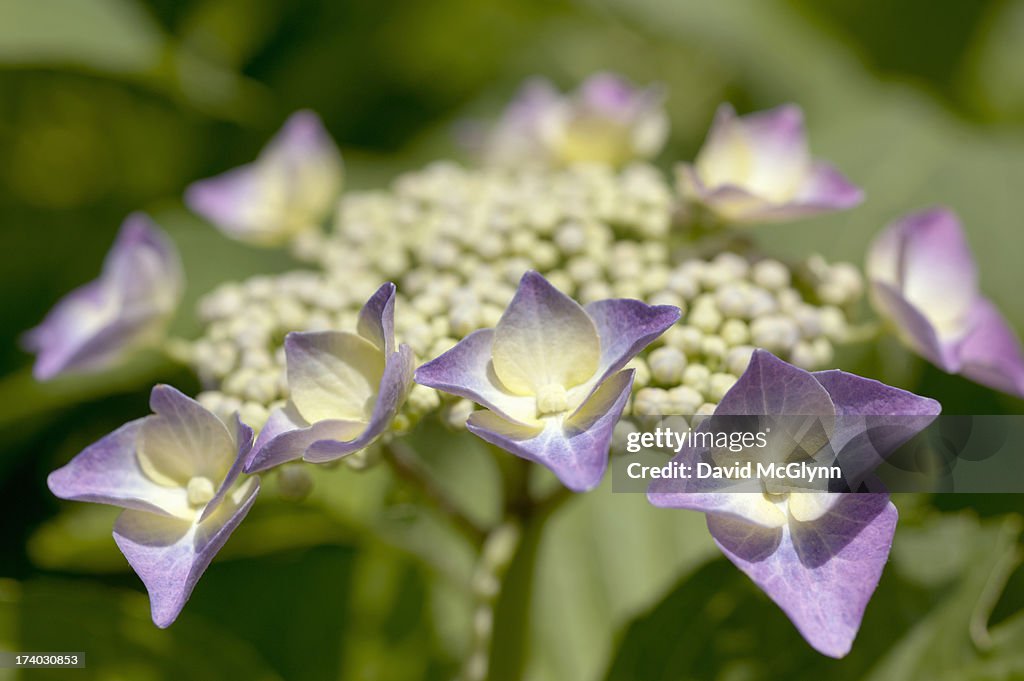 Close up of Lacecap hydrangea