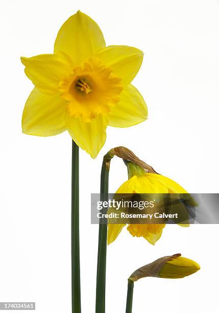 a yellow daffodil develops and blooms - daffodils stock-fotos und bilder