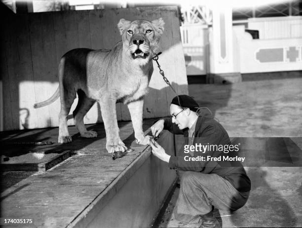 George 'Tornado' Smith clipping the claws of his pet lioness, Briton, at the Kursaal amusement park in Southend, Essex, 3rd December 1936. Smith is a...