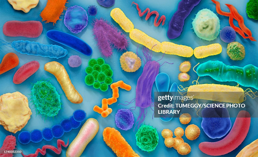 Various bacteria, illustration