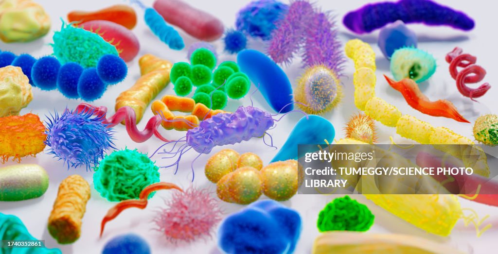 Various bacteria, illustration