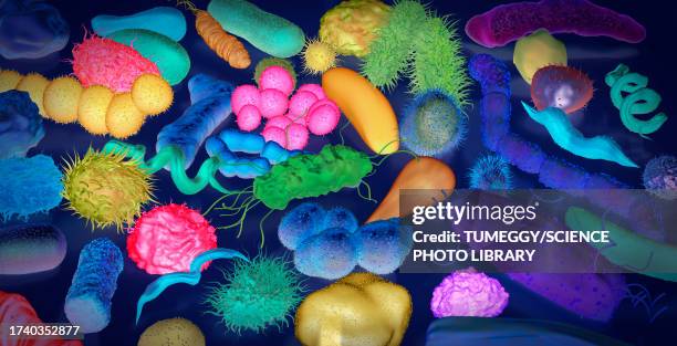 various bacteria, illustration - helicobacter pylori stock-grafiken, -clipart, -cartoons und -symbole