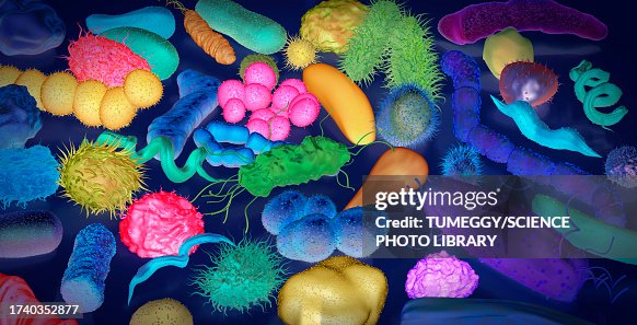 Various Bacteria Illustration High-Res Vector Graphic - Getty Images
